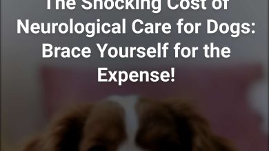 dog neurologist cost without insurance